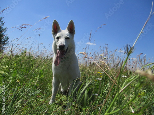 White Swiss Shepherd in a field against the sky