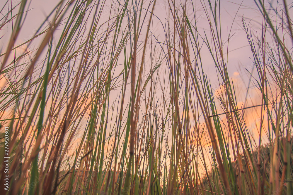green grass natural background texture Bottom corner at phuket thailand green grass natural background texture Bottom corner at phuket thailand