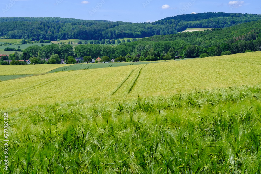 View on the agricultural fields with grain in Germany. View on the agricultural fields with grain in Germany.