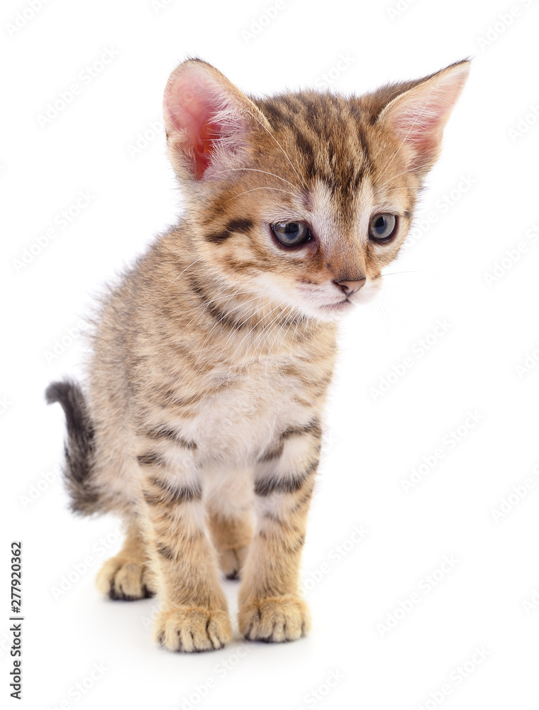 Kitten on white background.