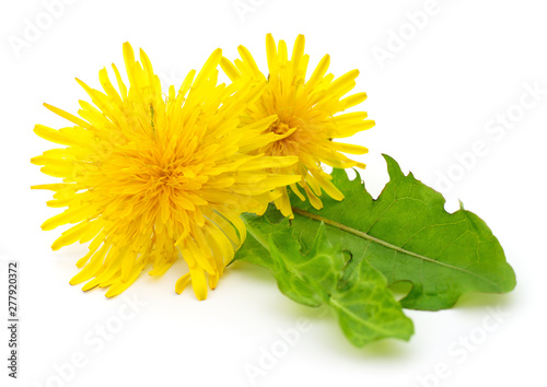 Two dandelions with leaves.