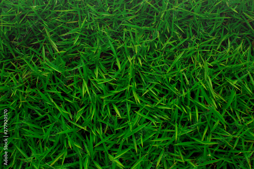 Creative layout made of green leaves. Flat lay. Nature background at phuket thailand Creative layout made of green leaves. Flat lay. Nature background at phuket thailand