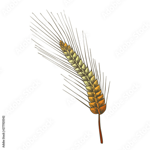 Designed Agriculture Grain Barley Spike Vector. Barley Is Used In Manufacture Of Beer And Kvass, Preparation Of Flour And Cereals, Medicine And Cosmetic. Color Drawn Illustration