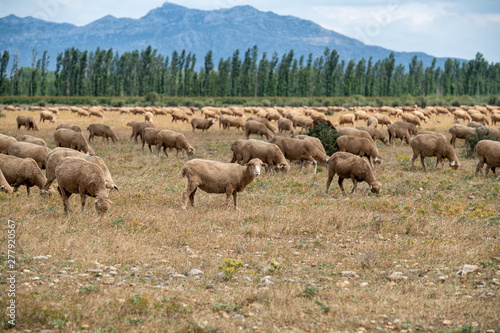 Sheep herd at Provence, France