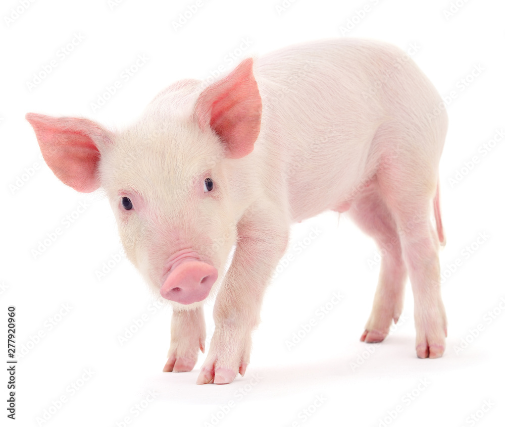 Pig on white Pig on white