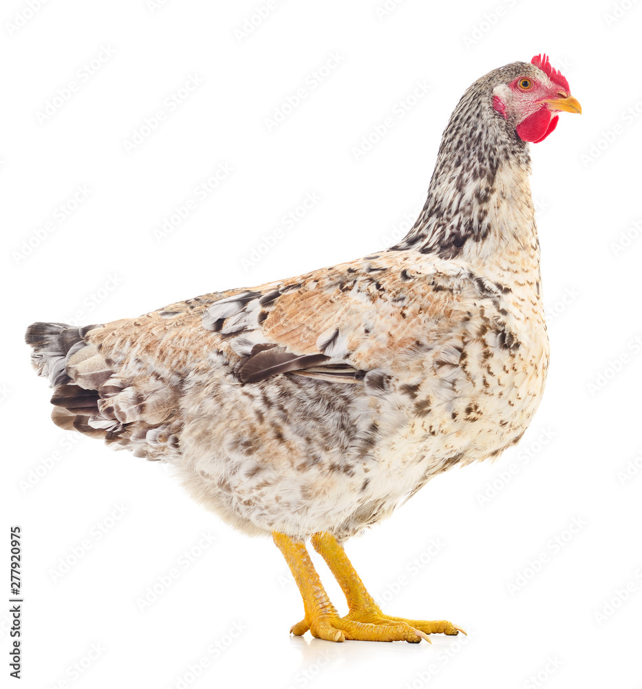 Fototapeta premium Brown hen isolated.