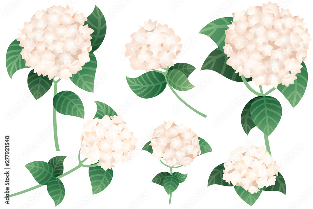 Set of white hydrangea flowers with green stems and leaves flat vector illustration isolated on white background Set of white hydrangea flowers with green stems and leaves flat vector illustration isolated on white background