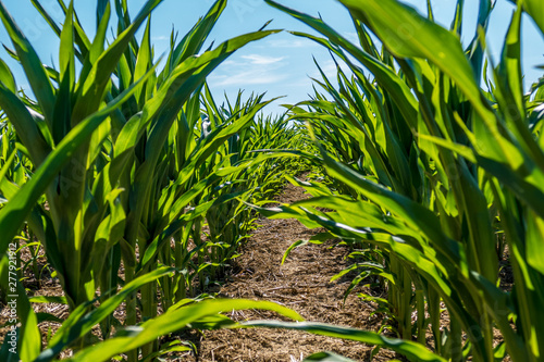 Maisfeld im Sommer