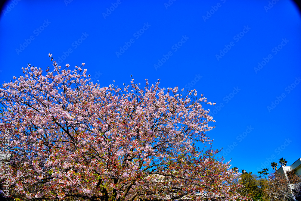 View of cherry blossoms and sky in Yokosuka city. View of cherry blossoms and sky in Yokosuka city.
