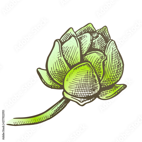 Hop Agriculture Applicable In Medicine Vector. Aroma Ripe Cone Hop Ingredient Of Medical Ointment, In Dermatology And Cosmetics. Botanical Creeper Branch Color Illustration