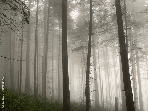 Early morning in the wilderness of Alaska 