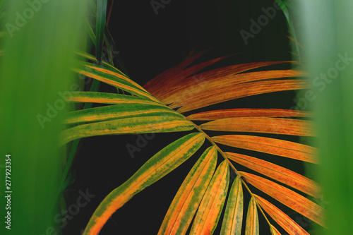 Creative layout made Green palm leaves change color are texture background at phuket Thailand