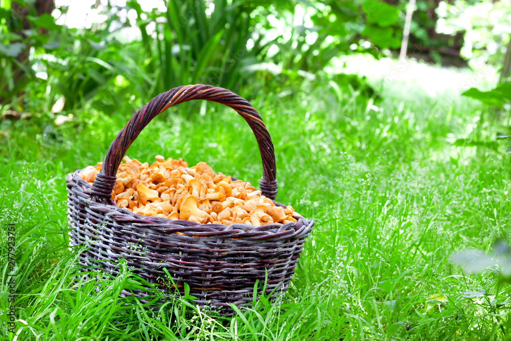Wicker basket with wild mushrooms chanterelles on green grass background Wicker basket with wild mushrooms chanterelles on green grass background
