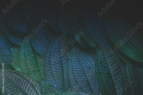 Green leaves Flat lay are texture Nature background creative tropical layout made at phuket Thailand