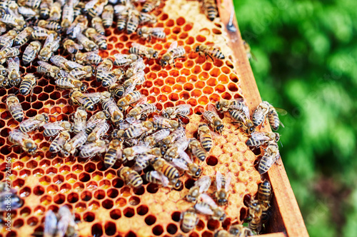 Bienenstöcke eines Imkers bei der Pflege der Bienen mit Waben und Honigbienen