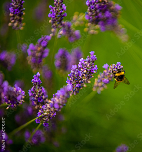 Lavender flowers, on plants bumblebees pollinate flowers. © LUKIN IGOR 