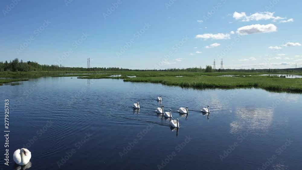 Mute swans swim on the lake near the city of Nadym in Northern Siberia in Russia Mute swans swim on the lake near the city of Nadym in Northern Siberia in Russia