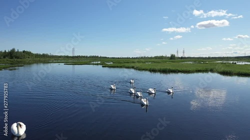 Wallpaper Mural Mute swans swim on the lake near the city of Nadym in Northern Siberia in Russia Torontodigital.ca