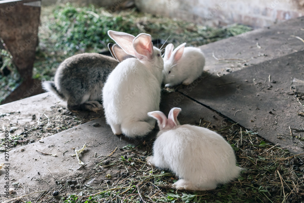 the family of rabbits large and small gray and white with long ears sitting with their tails to the camera and eats crackers the family of rabbits large and small gray and white with long ears sitting with their tails to the camera and eats crackers