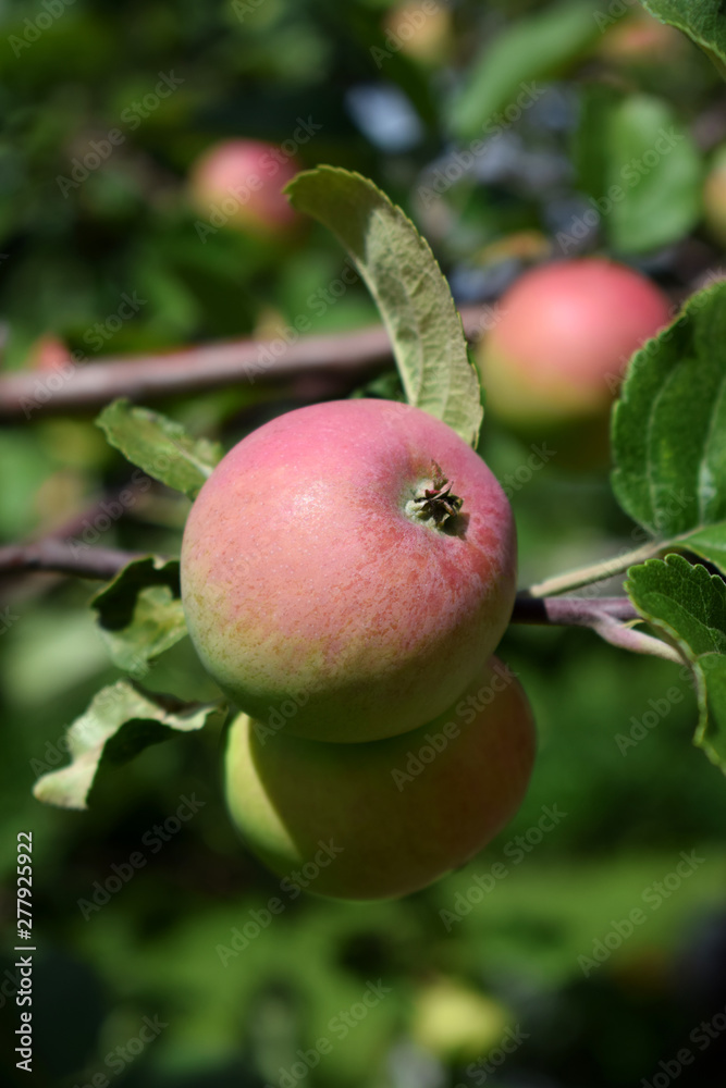 Red apples ripening on the branches of the tree under the sun rays in the garden Red apples ripening on the branches of the tree under the sun rays in the garden