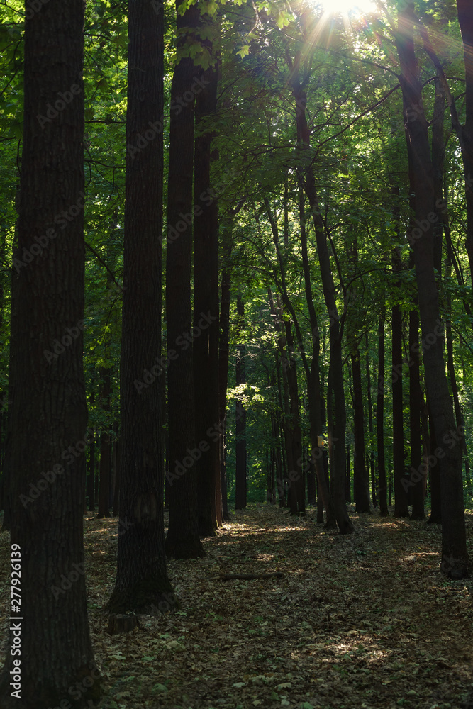 Obraz premium the setting sun illuminates the foliage in a green forest strewn with leaves
