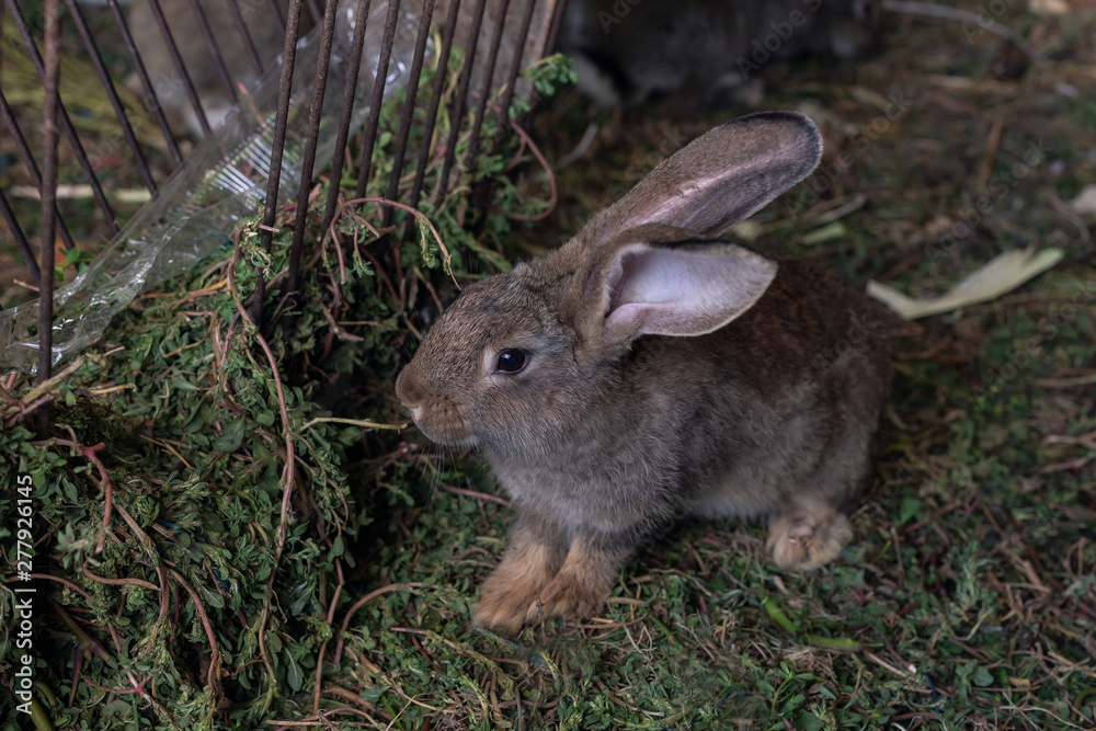 Fototapeta premium a small gray-brown rabbit sitting on the grass near the feeder