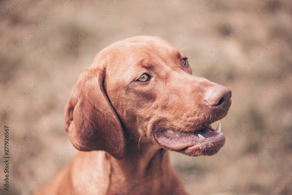 Lovely portrait of brown-mixed dog (color toned image)