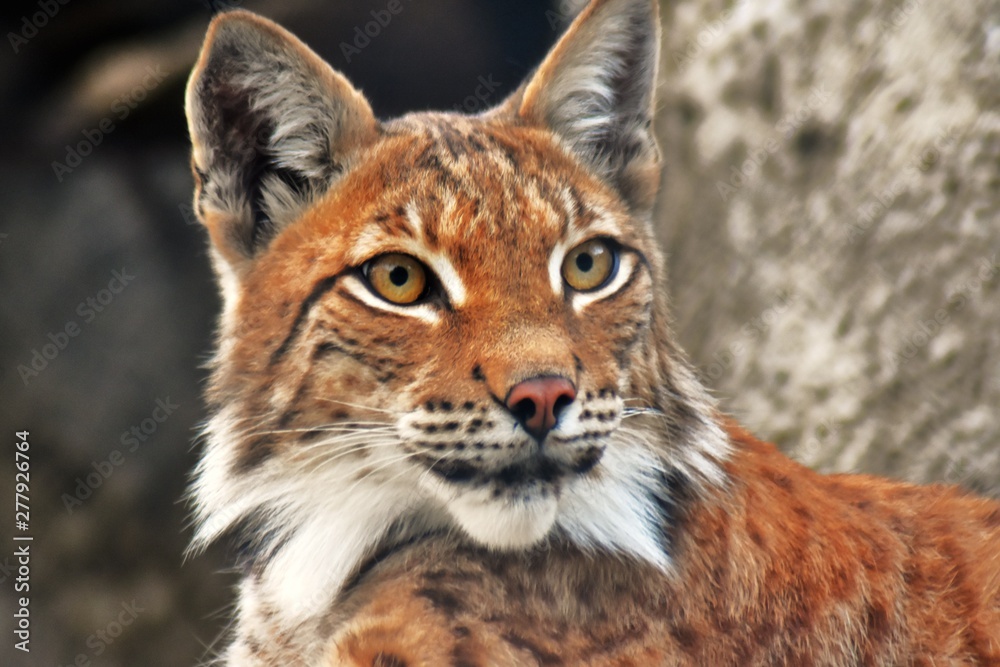 Fototapeta premium Lynx lynx adult animal portrait