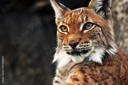 Lynx kynz adulp animal