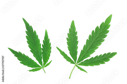 Marijuana leaf, green cannabis leaf isolated on white background.