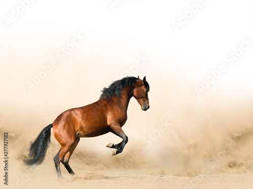 Wild horse in prairies