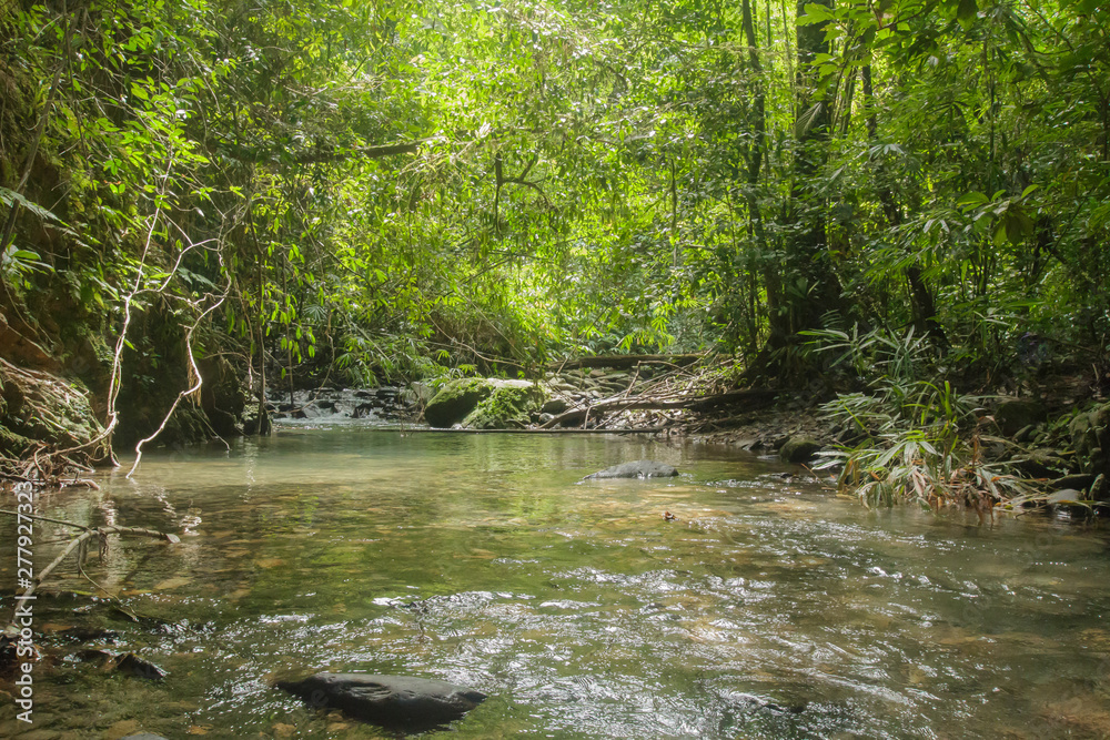 Wild nature Near Waterfall forest prolific ,in Phang Nga National Park, Thailand Wild nature Near Waterfall forest prolific ,in Phang Nga National Park, Thailand