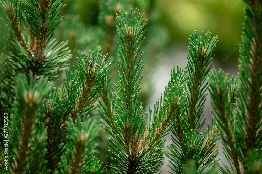 Young branches ate on a blurred background. Young branches ate on a blurred background.