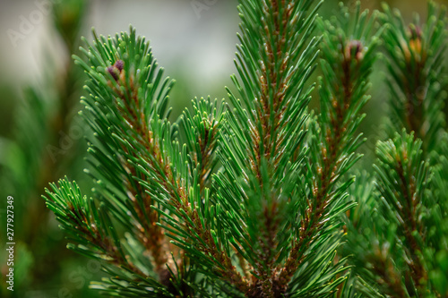 Young coniferous branches on a blurred background.