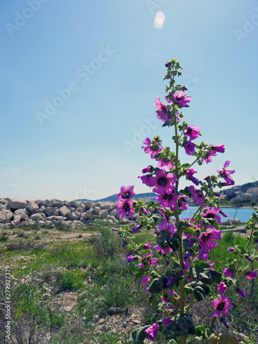 flowers on background of blue sky