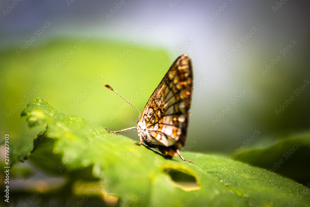 Butterfly on a green leaf in nature habitat Butterfly on a green leaf in nature habitat