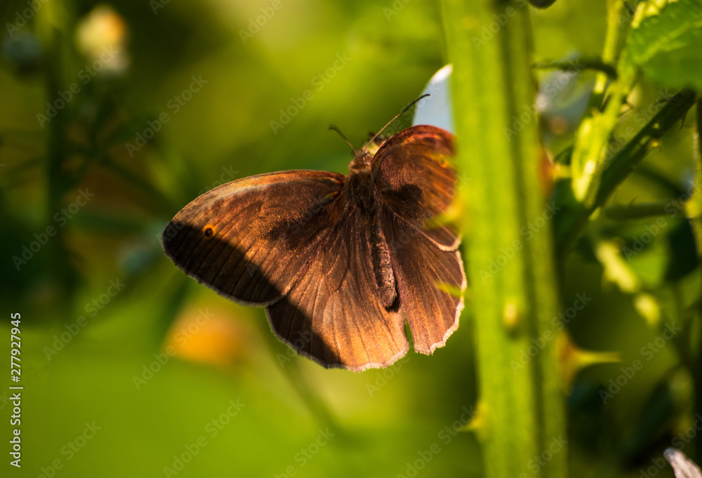 Butterfly on a green leaf in nature habitat Butterfly on a green leaf in nature habitat