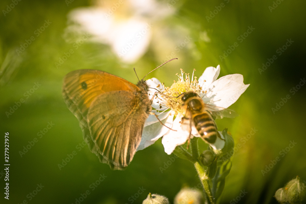 Butterfly on a green leaf in nature habitat Butterfly on a green leaf in nature habitat