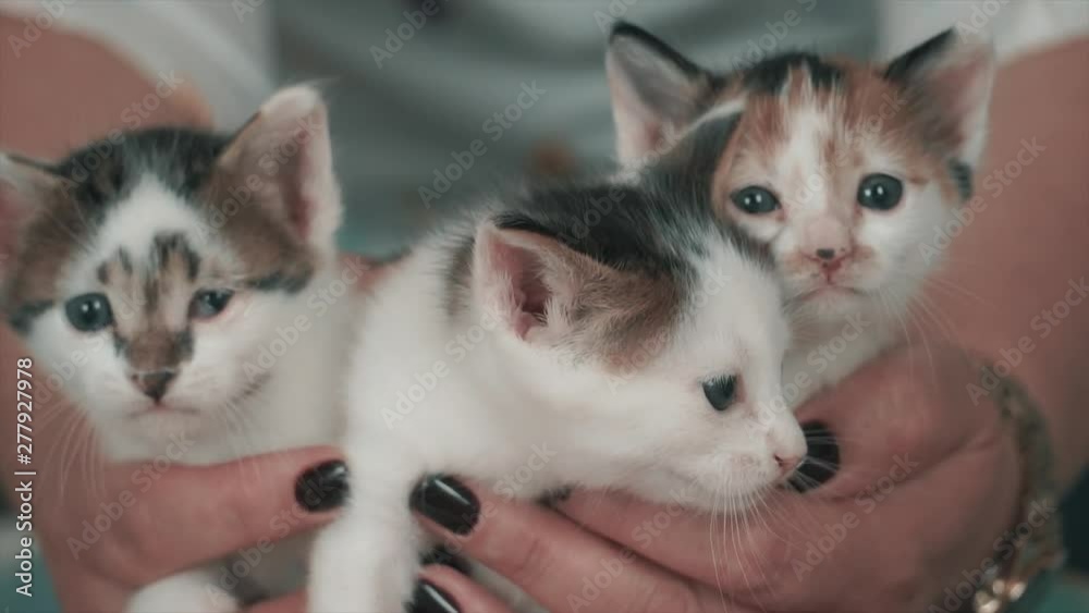 Three cute kitten sibling are looking environment. Cat babies are so beautiful and curious. Three cute kitten sibling are looking environment. Cat babies are so beautiful and curious.