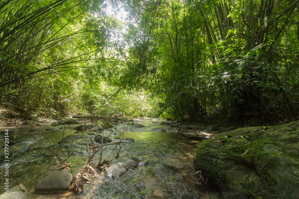 Wild nature Near Waterfall forest prolific ,in Phang Nga National Park, Thailand Wild nature Near Waterfall forest prolific ,in Phang Nga National Park, Thailand