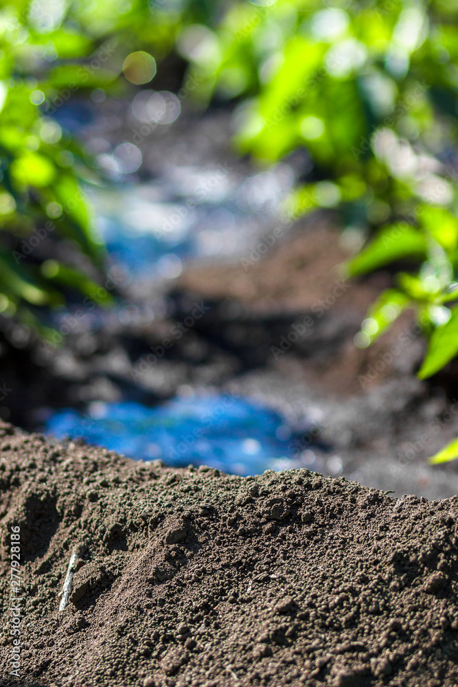 Natural background, bokeh. Soil in the light of the sun in spring in the garden. Fresh green vegetation on ground background. Ecology Natural background, bokeh. Soil in the light of the sun in spring in the garden. Fresh green vegetation on ground background. Ecology