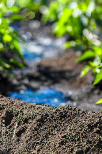 Natural background, bokeh. Soil in the light of the sun in spring in the garden. Fresh green vegetation on ground background. Ecology © ruslan_khismatov