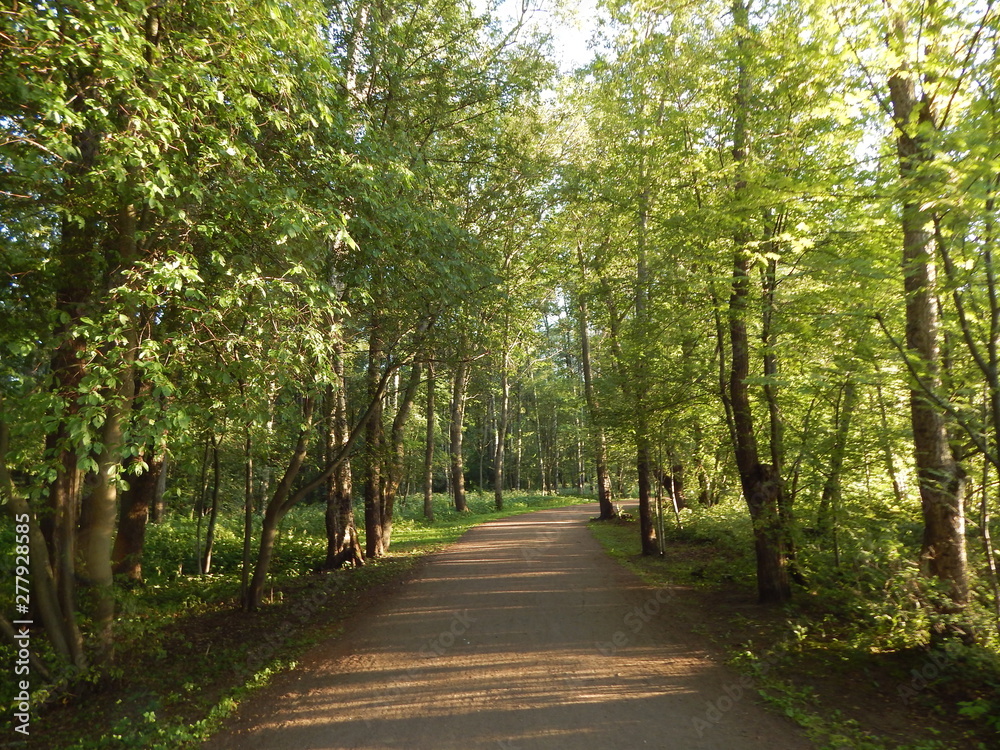 Oak alley in the summer park, beautiful green trees Oak alley in the summer park, beautiful green trees