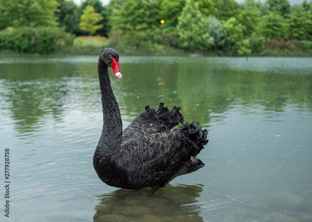 Fototapeta premium Cigno nero