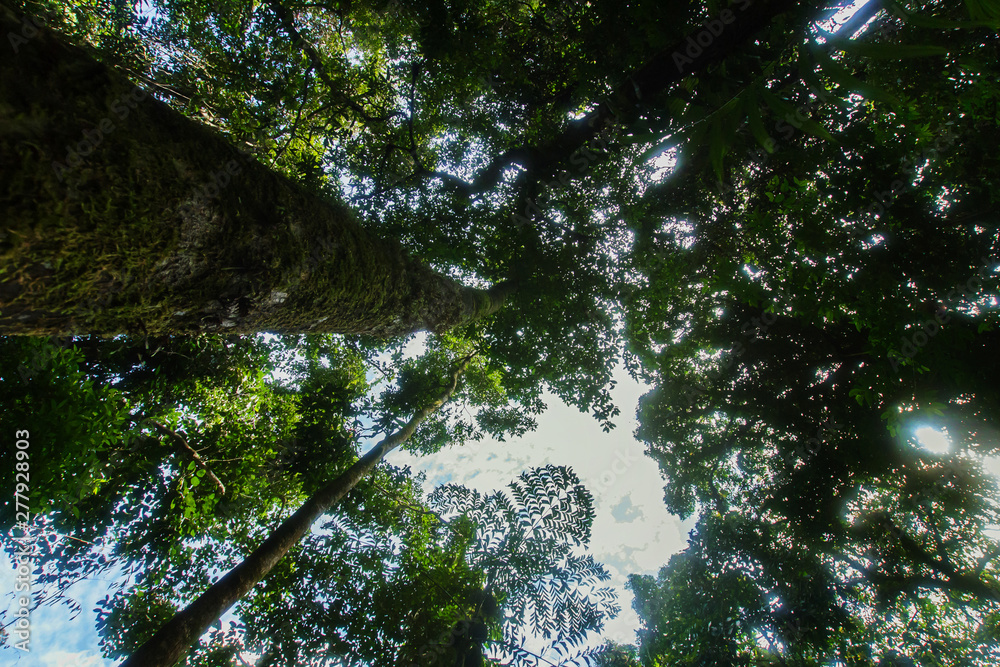 Fototapeta premium Text area background Bottom boskage forest Near Waterfall Natural forest prolific ,in Phang Nga National Park, Thailand