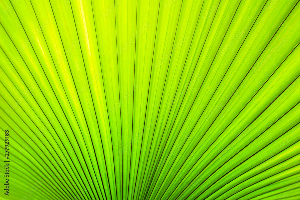 Green leaves sugar palm leaf texture background nature tone at phuket Thailand Green leaves sugar palm leaf texture background nature tone at phuket Thailand