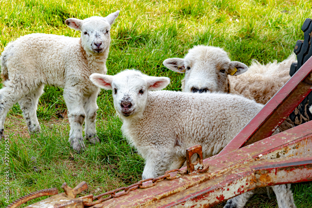 Obraz premium Lamb, animal world, sheep - A sheep mother and her two dear lamb babies on the green pasture, with Wittelsberg in the Ebsdorfergrund in Germany with Marburg.