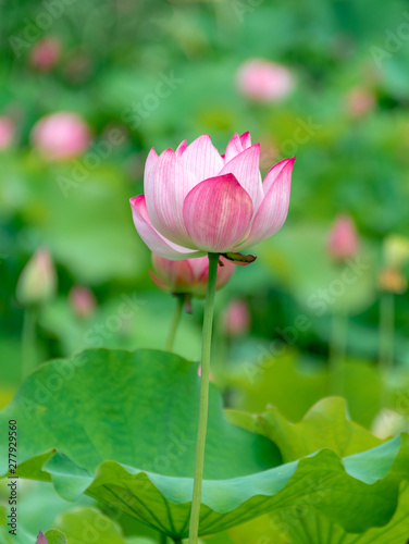 Pink lotus in summer green lotus leaves