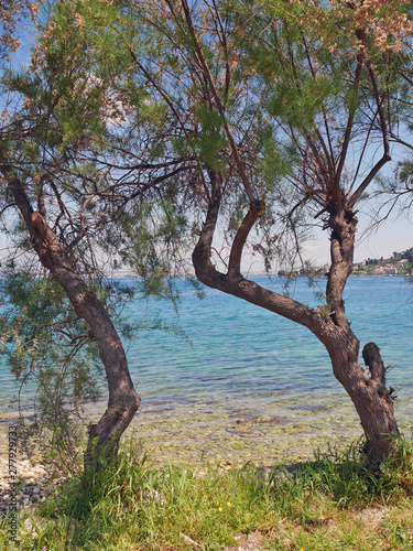 Fototapeta Naklejka Na Ścianę i Meble -  tree on the shore of a lake