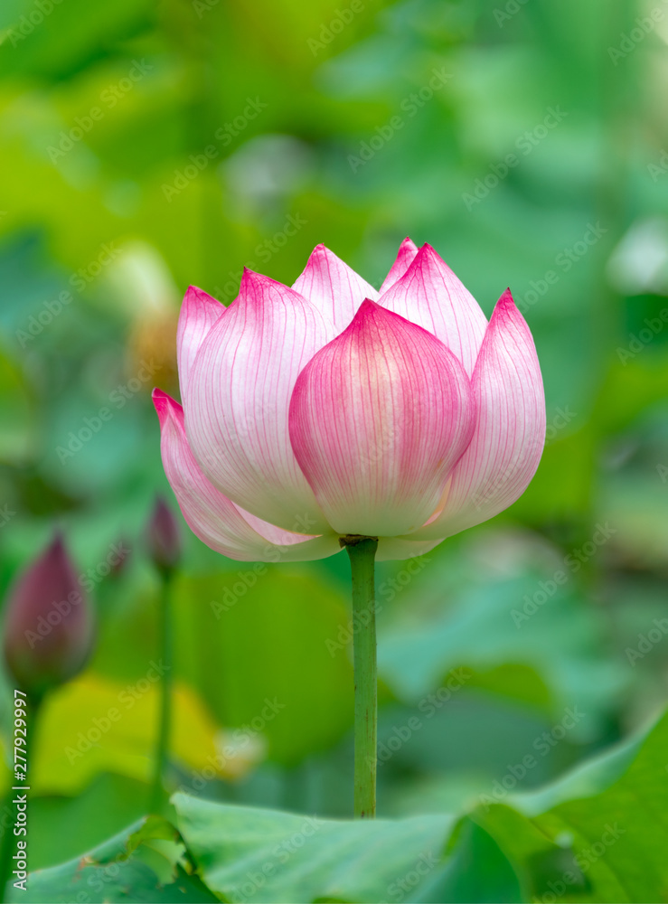 Pink lotus in summer green lotus leaves